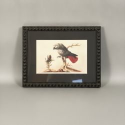 Quadro Papagaio com Borboleta