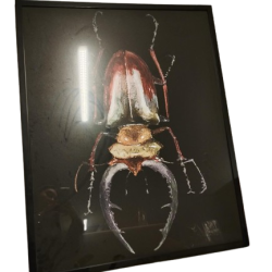 Moldura 64,5cm x 44,5cm