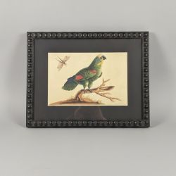 Quadro Papagaio com Borboleta